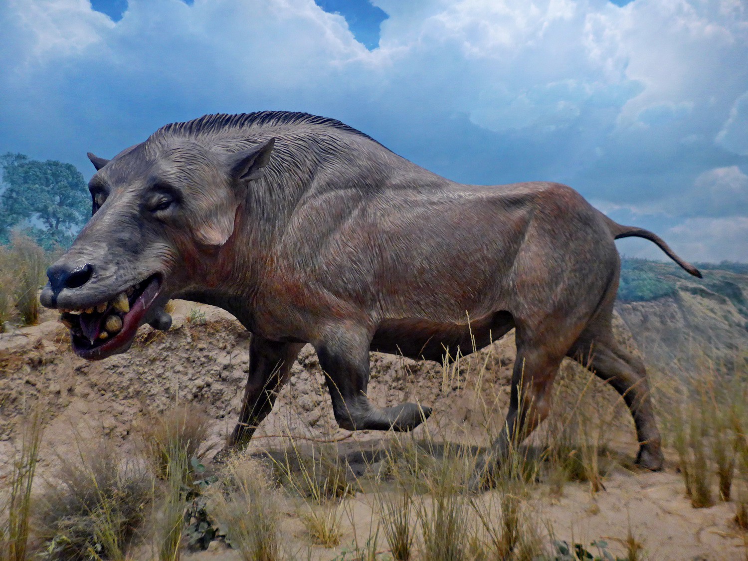 "Big Pig" in the Nebraska Woodlands, 20 million years ago